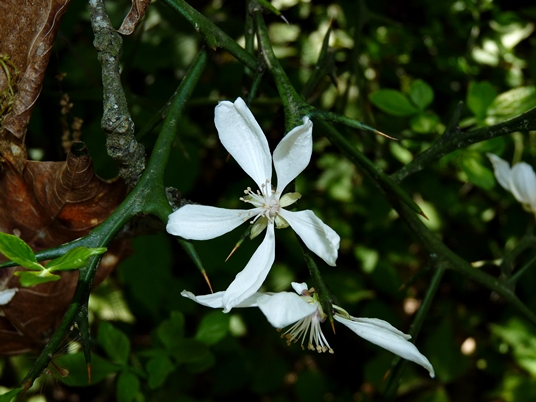 {Citrus trifoliata}